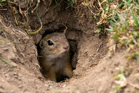 How To Get Rid Of Ground Squirrels Pest Removal Guide For 2024