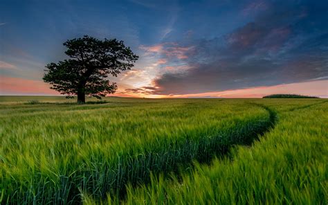 Fonds Décran Arbre Solitaire Champ De Blé Vert Coucher De Soleil