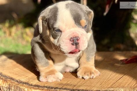 This is a popular breed with a long history. Ekko: English Bulldog puppy for sale near Orlando, Florida. | 2a5d0302-5801