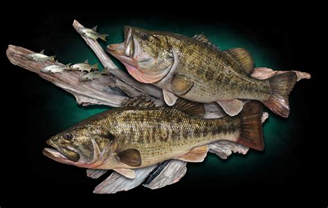 Largemouth Bass Mounts By Marine Creations Taxidermy