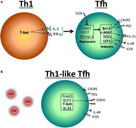 Frontiers Cd4 T Follicular Helper Cells And Hiv Infection Friends Or