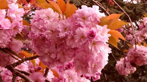 Cherry Blossom Tree Free Stock Photo Public Domain Pictures