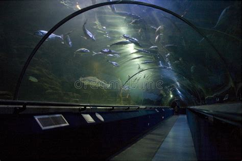 Ocean World Sea World Aquarium Near Edinburgh Stock Photo Image Of