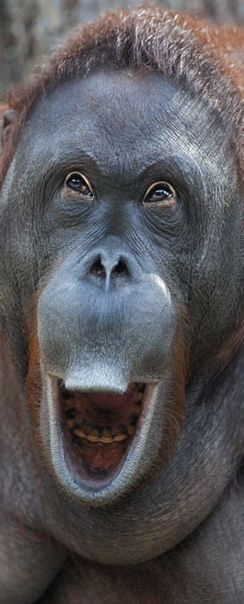 255 Best Images About Orangutans On Pinterest Mothers A