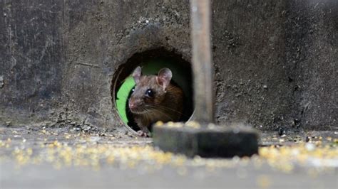 12 Cara Mengusir Tikus Di Rumah Tanpa Racun Mudah Dan Ampuh