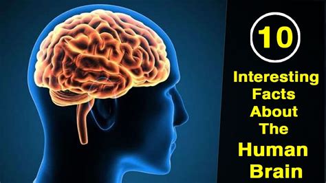 Information About The Human Brain