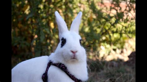 Discover more posts about gato, dibujo, and conejo. Conejo entrenado viola a gato- Rabbit Training - (Conejo ...