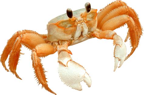 Crab Freshwater Transparent Png Png Play