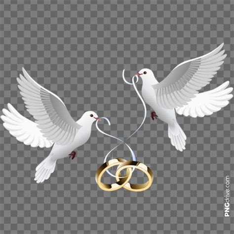 Sani Elektra Wedding Pictures Wedding Ring Png Wedding Doves