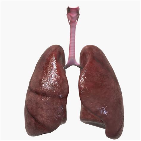 3d Human Lungs Turbosquid 1526122