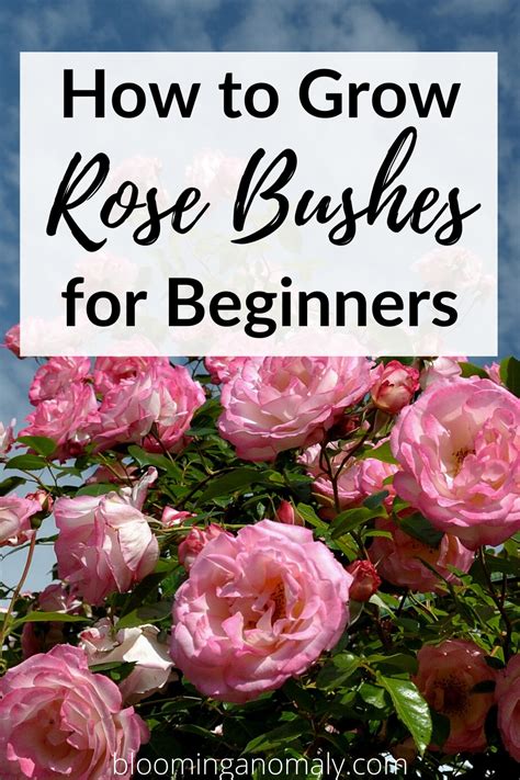 Rose Bushes Make A Great Addition To Just About Any Garden Learn How