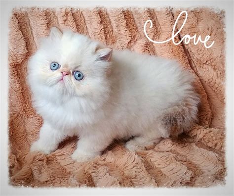 Persian Cat Breeders Websites Kittysitescom