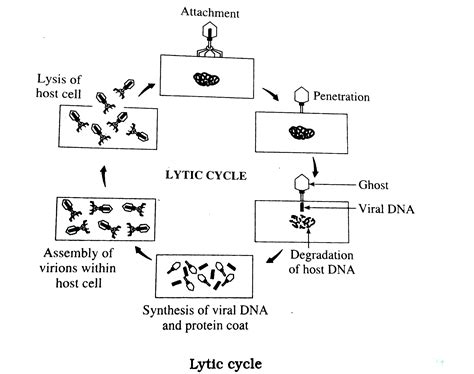 Lytic Cycle Diagram 5 Steps