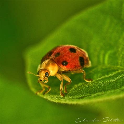 Ladybug Free Stock Photo Ladybird Rests On Leaf Macro Photo Royalty