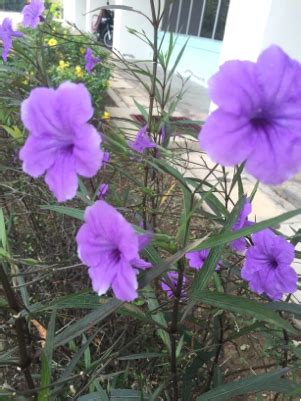 Although separated by the south china sea, peninsular malaysia and malaysian borneo form a part of the sunda shelf, a tectonic plate that once joined them in a single land mass. identification - What is this purple flower growing in ...