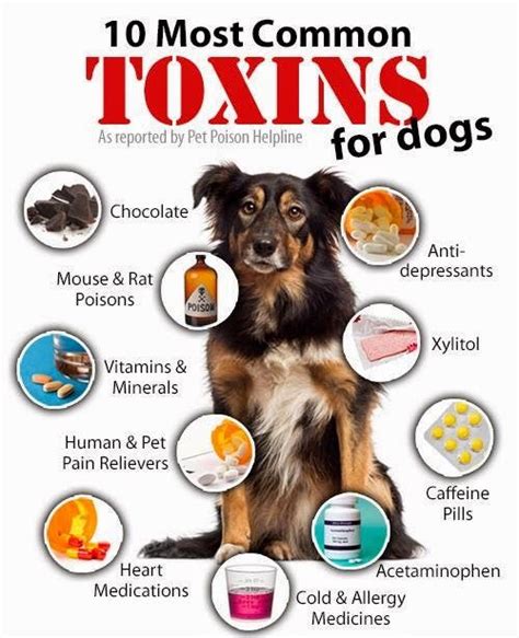 Dog Poisoning Toxic Chemicals And Household Items Dog Dwell