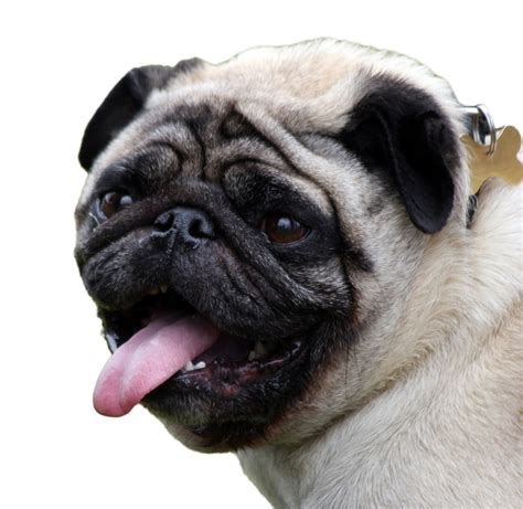 Pug Dog Isolated On White Free Stock Photo Public Domain Pictures