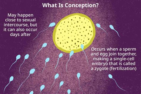 Conception The Fertilization Process Starts With Ovulation