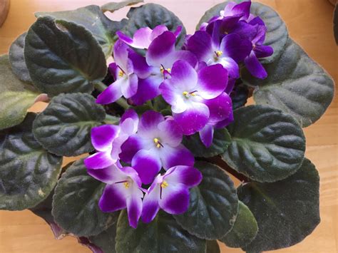 We have selected few best grow lights for african violets and tried to present a comparative discussion. African Violet Light Requirements