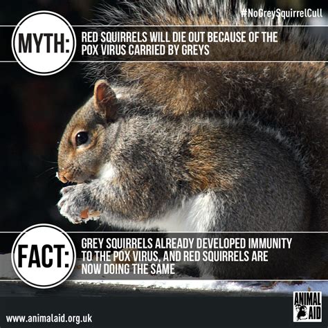 Preventing squirrels getting into your property. Grey squirrel myth vs fact | Animals, Squirrel, Red squirrel