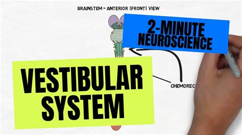 2 Minute Neuroscience Vestibular System Youtube