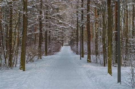 Free Images Images Branch Twig Wood Snow Natural Landscape Tree