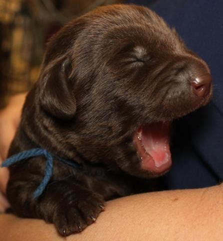 Puppyfinder.com is your source for finding an ideal puppy for sale in north carolina, usa area. ADORABLE AKC CHOCOLATE LABRADOR PUPPIES for Sale in ...