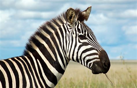 Top 5 Most Annoying Problems With Having A Full Grown Zebra As A