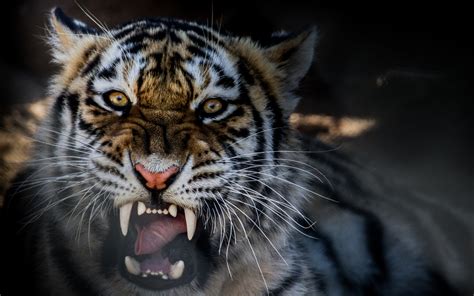 Tiger Growling Wallpapers 2880x1800 1746127