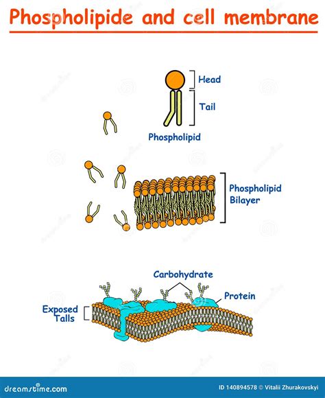 Phospholipides And Cell Mambrains Cell Membrane Structure Diagram Info