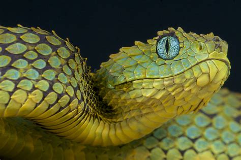 10 Das Serpentes Mais Venenosas Do Mundo SAPO Lifestyle