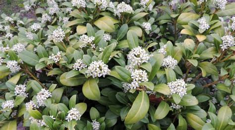 Daphne Shrub How To Grow And Care In Your Garden The Daily Gardener