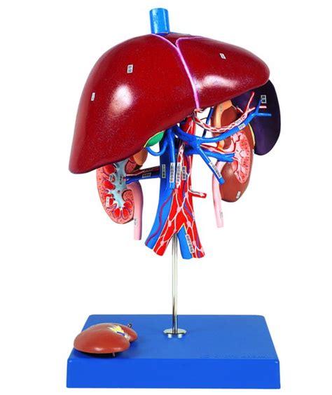 Diagram Of Kidney Right Kidney