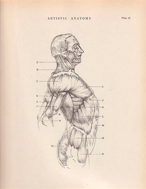 Vintage Print Human Anatomy Illustration 1941 Wall Art By Agedpage