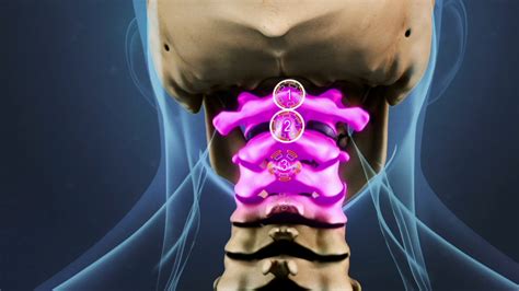 Cervical Spine Anatomy Video Spine Health