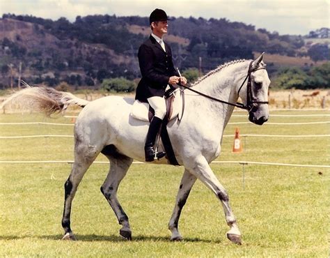 Maybe you would like to learn more about one of these? DEVELOPING THE CORRECT DRESSAGE HORSE - Equestrian Life