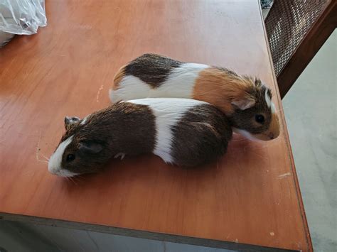 Guinea Pig For Adoption Zoomer A Guinea Pig In Lancaster Ca Petfinder