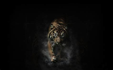 3d tiger wallpapers for android apk download. Black Tiger Wallpapers - Wallpaper Cave