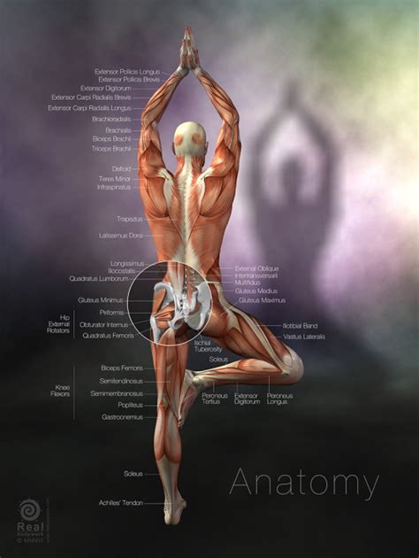 Muscle Chart Yoga Anatomy Poster Tree Pose Real Bodywork