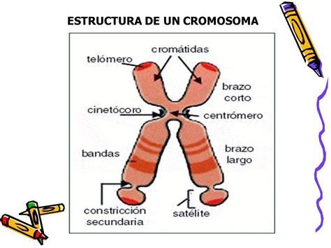 Partes De Los Cromosomas