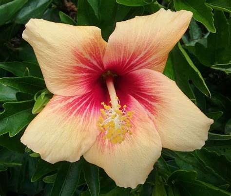 Hibiscus Cuban Variety In 68mm Super Tube Trigg Plants