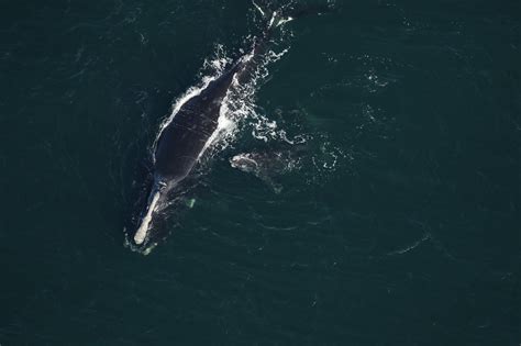 Noaa Confirms First North Atlantic Right Whale Death In Us Waters In 2021