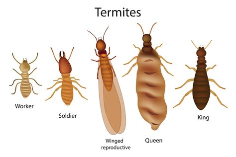 Termite Identification Including Members Of The Colony Pestwiki