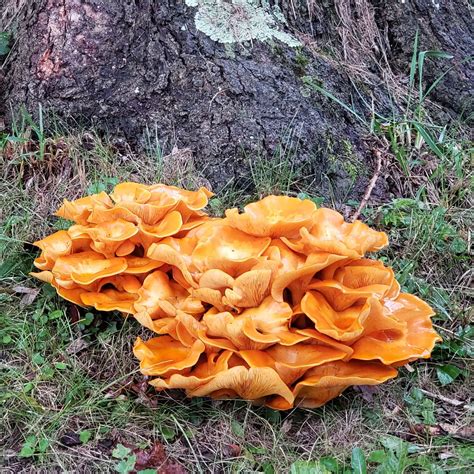 Poisonous PA Mushrooms we have found | Luther Homestead