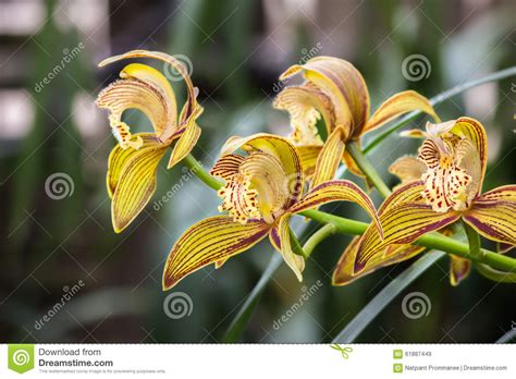 Yellow Orchid Flower Stock Image Image Of Flower Floral 61887449