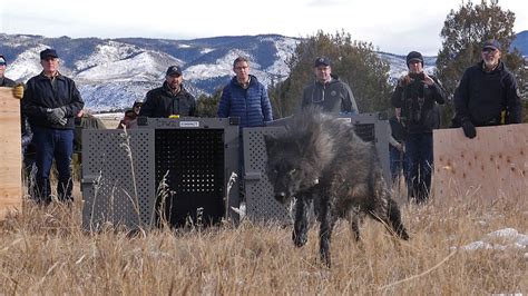 Colorado Releases First 5 Wolves As Controversial Reintroduction