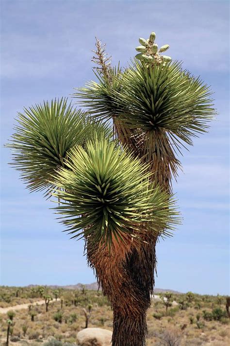 Joshua Tree Yucca Brevifolia Photograph By Michael Szoenyiscience