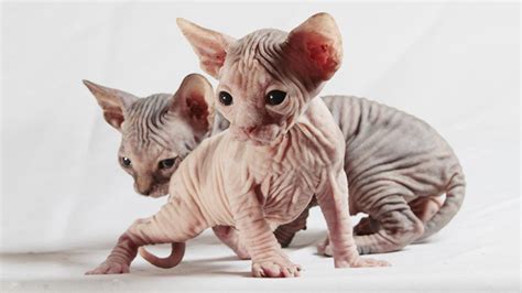Now you just have a few more questions, like 'how much do sphynx cats cost?' the answer depends on several factors. Sphynx - Information, Characteristics, Facts, Names