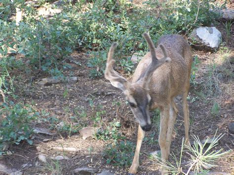 37 Wild Animals Of New Mexico Png Temal