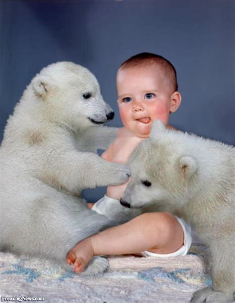 Newborn Baby Polar Bear Animals Newborn Baby
